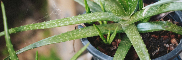 Aloe Vera: Benefits, Forms, Dosing, and Side Effects