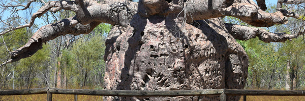 Baobab: Benefits, Forms, Dosing, and Side Effects