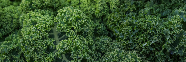 Lutein and Zeaxanthin: Benefits, Forms, Dosing, and Side Effects