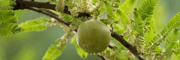Amla (Indian Gooseberry): Benefits, Forms, Dosing, and Side Effects