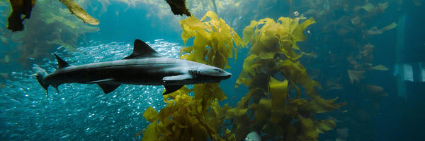 Kelp and Iodine: Benefits, Forms, Dosing, and Side Effects